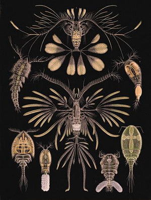 Copepods. Natural history aquatic creatures. Fine Art Print