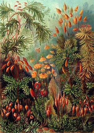 Moss, Lichen, Ferns, Fungi. Antique Natural History Wall Art, Fine art print