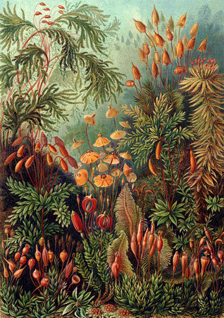 Moss, Lichen, Ferns, Mushrooms - Vintage Botany Illustration. Fine Art Print