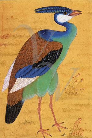 Exotic Bird. Antique Persian painting. Fine art print