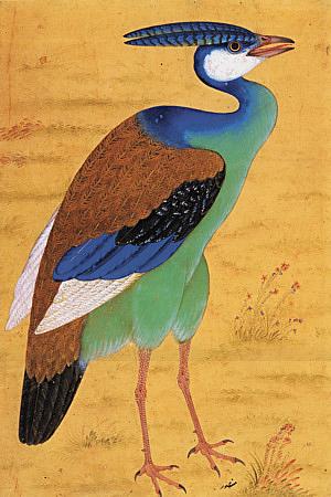 Exotic Bird. Antique Persian painting. Fine art print