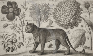 Leopard and flowers antique etching. Fine art print