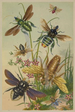Bees and other flying insects. Victorian natural history illustration. Fine art print