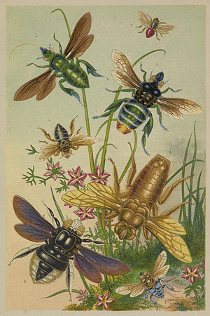 Bees and other flying insects. Victorian natural history illustration. Fine art print 