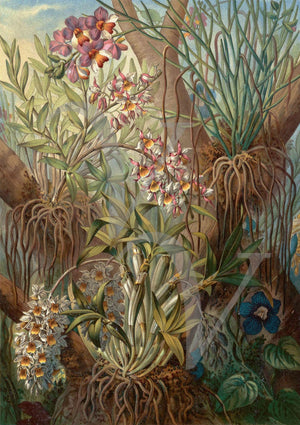 Wild Orchids. Exotic tropical jungle flowers. Vintage botanical. fine art print