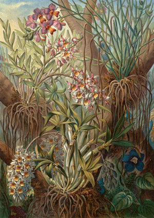 Wild Orchids. Exotic tropical flowers. Antique natural history fine art print
