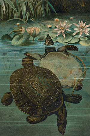 Turtles in a pond. Vintage natural history illustration. Fine art print