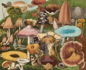 Poisonous Mushrooms. Vintage illustration. Mycology 