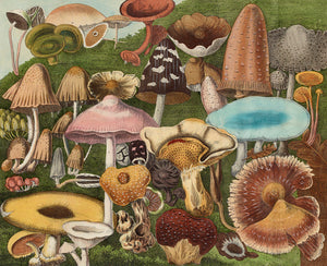 Poisonous Mushrooms. Antique illustration. Mycology 