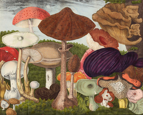 Mushrooms and Fungi. Antique natural history Illustration. Fine art print