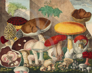 Natural history illustration of edible mushrooms and fungi. Fine art print