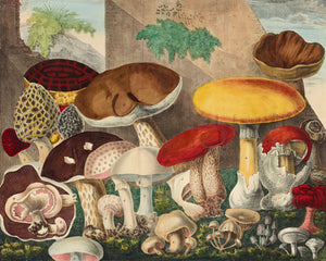 Natural history illustration of edible mushrooms and fungi. Fine art print