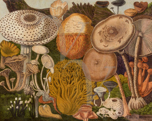 Vintage Natural history illustration of a selection of edible mushrooms