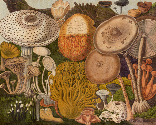 Antique Natural history illustration of a selection of edible mushrooms
