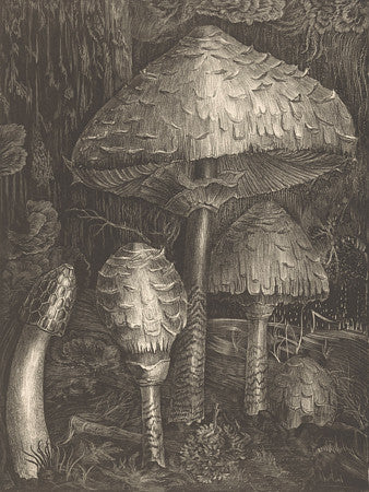 Mushroom forest. Fine art print