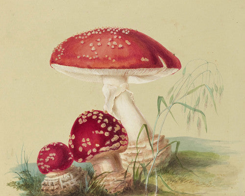 Fly Agaric (Amanita muscaria) mushrooms antique painting