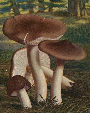 Grey Knight Mushrooms