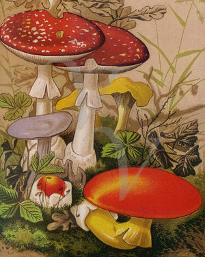 Mushrooms and Fungi vintage antique illustration