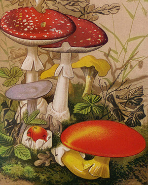Mushrooms and Funfi vintage illustration