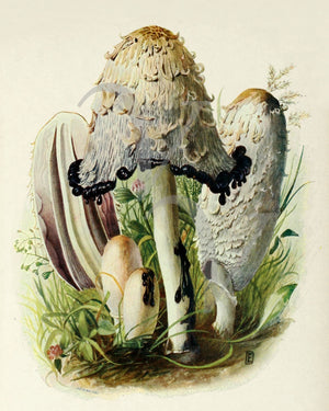 Ink Cap Mushrooms (Coprinus atramentarius) vintage natural history painting