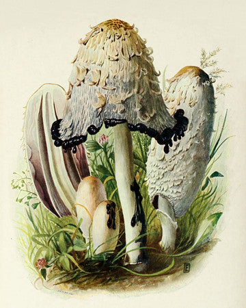 Inkycap Mushrooms (Coprinus atramentarius) antique botanical painting