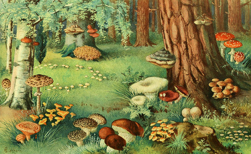 Mushroom Forest. Natural History Illustration Opium of the Poets