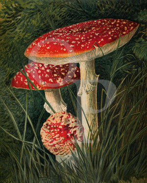 Fly Agaric Mushrooms (Amanita muscaria). Vintage mushroom illustration