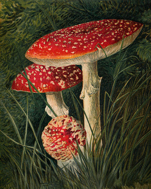 Fly Agaric Mushrooms (Amanita muscaria). Antique artwork